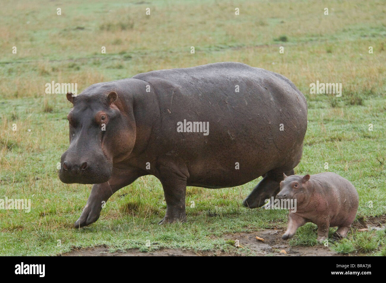 Vache et son veau tournant HIPPO Masai Mara NATIONAL RESERVE AFRIQUE KENYA Stock