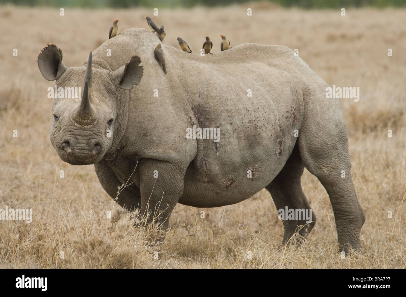 WHITE RHINO LOOKING AT CAMERA OXPECKER TICKBIRDS SUR SON DOS L'AFRIQUE TANZANIE Banque D'Images