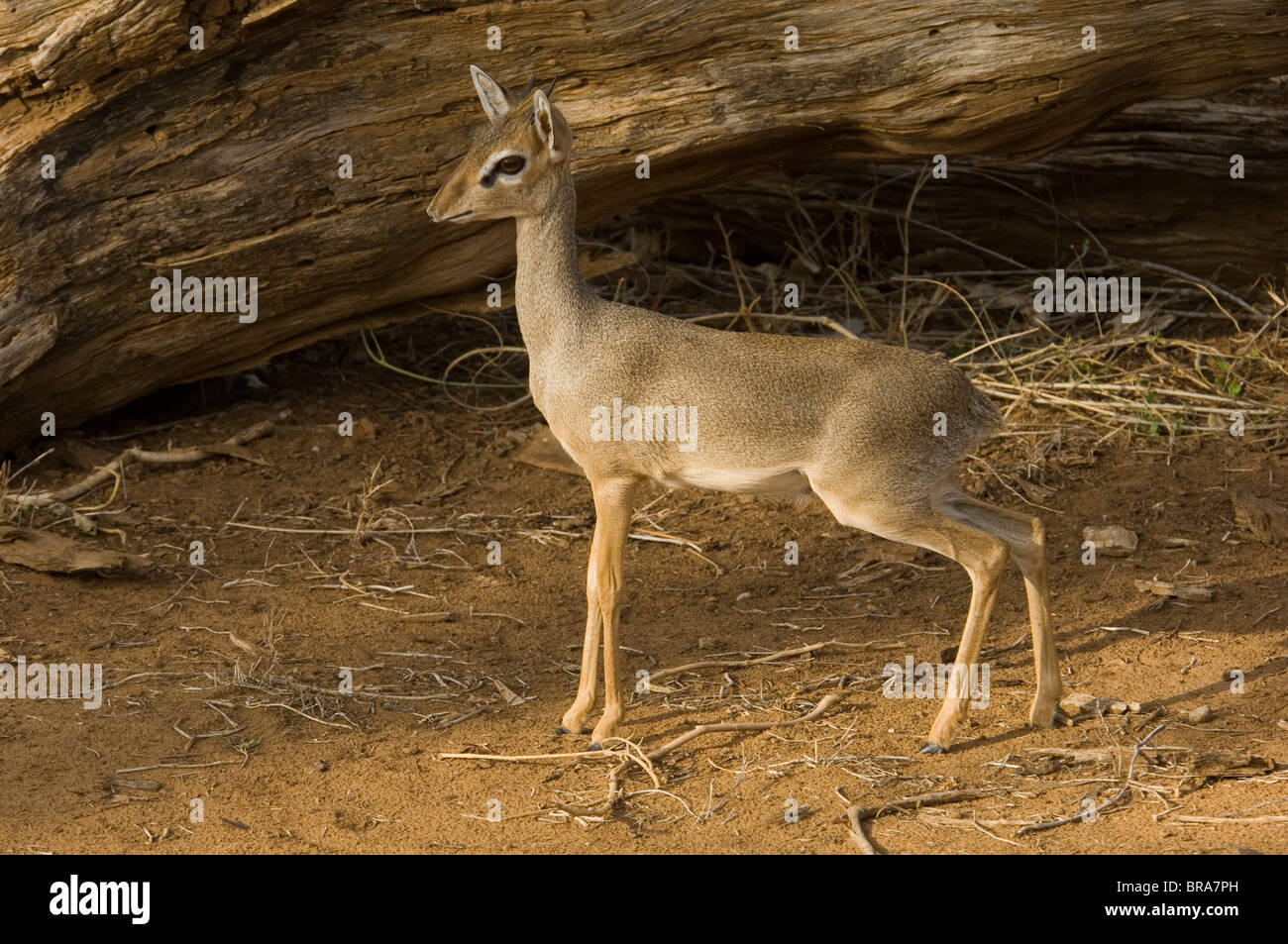 FULL BODY SHOT PETIT dik-dik HÔTEL DIKDIK ANTILOPES TANZANIE AFRIQUE Banque D'Images