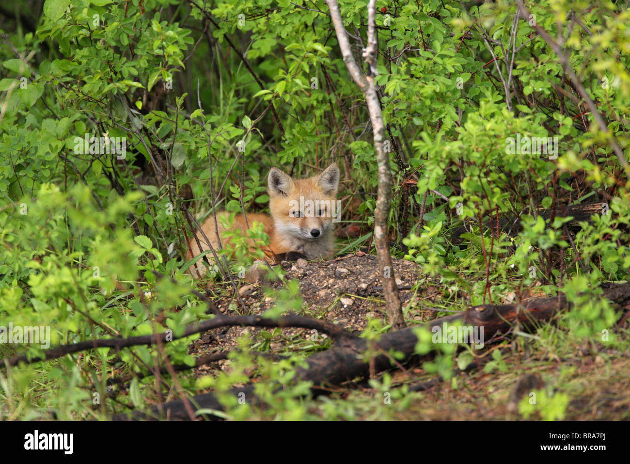 Le Renard roux Vulpes vulpes cub le contact visuel étendu par sa tanière dans une forêt Banque D'Images