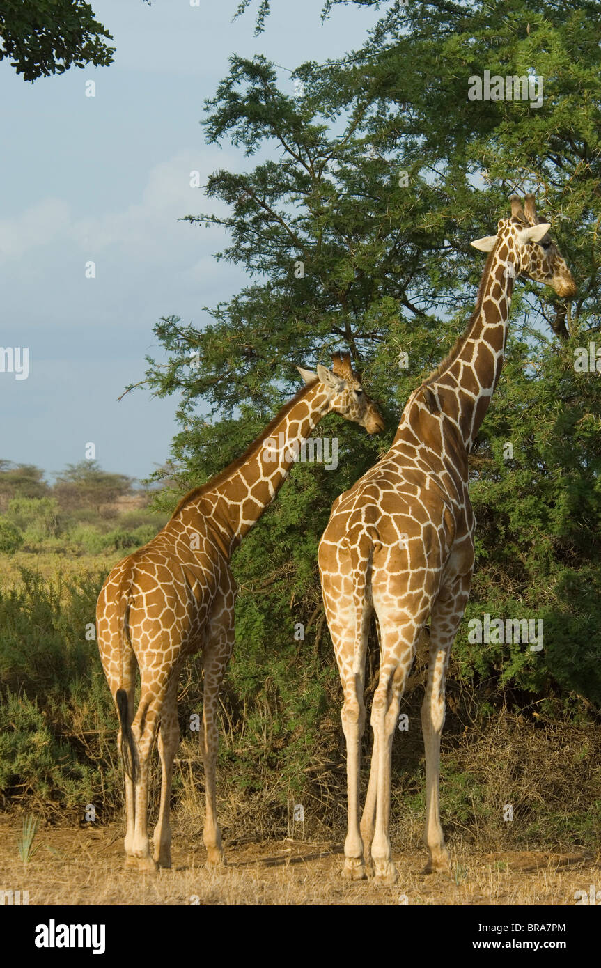 Deux giraffe réticulée VUE ARRIÈRE DE DERRIÈRE LE PARC NATIONAL DE SAMBURU KENYA AFRIQUE Banque D'Images
