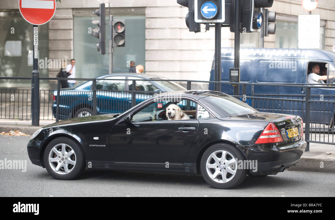 Chien dans le siège passager de la voiture de sport Mercedes à Londres Banque D'Images