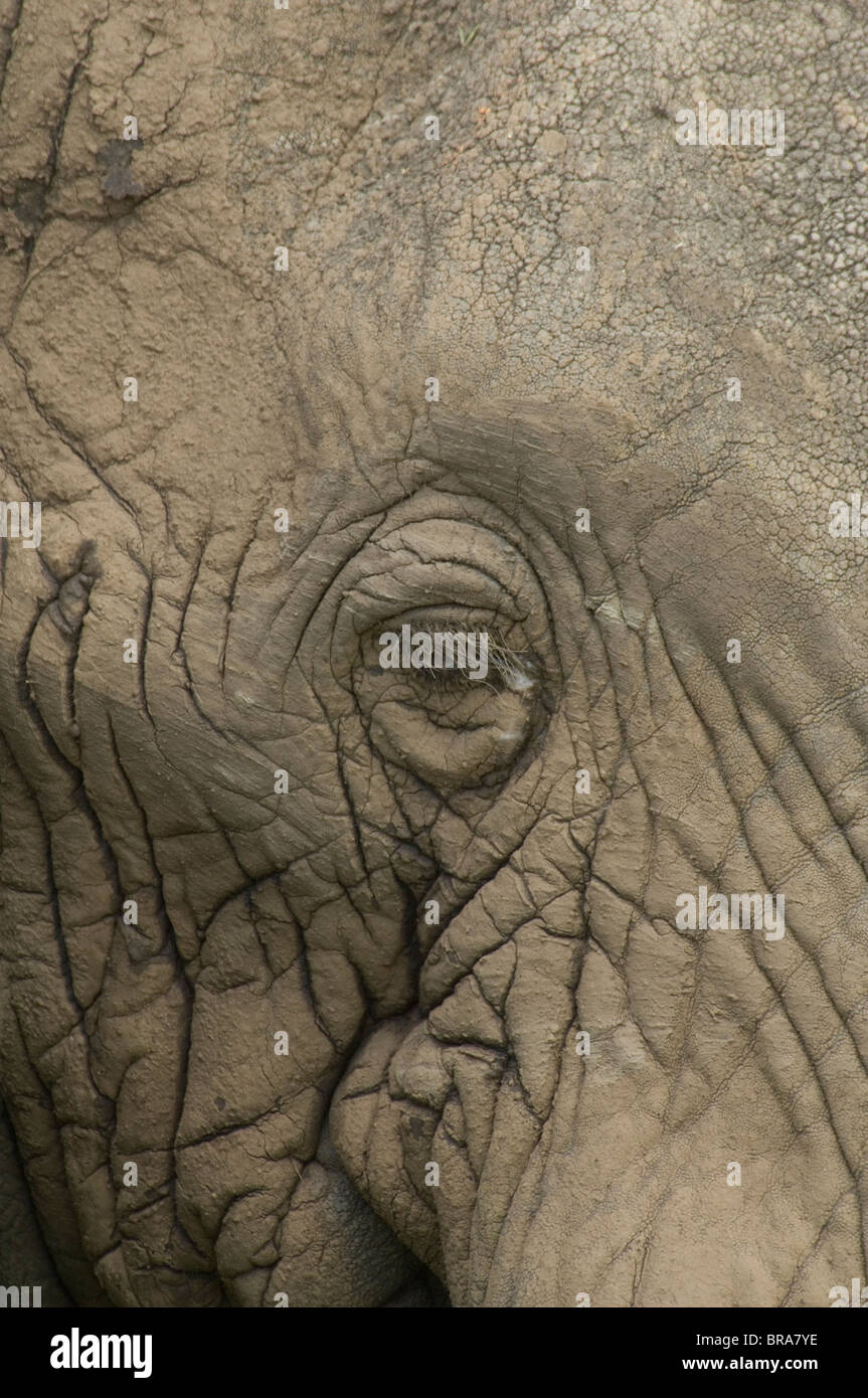 EXTREME CLOSE-UP DES ÉLÉPHANTS ET DES YEUX Peau parcheminé PARC NATIONAL DE SERENGETI TANZANIE AFRIQUE Banque D'Images