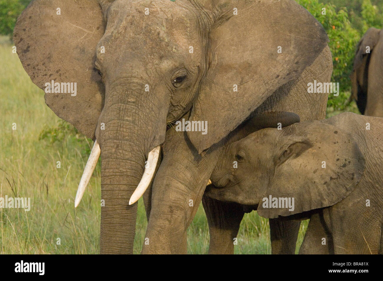 Bébé éléphant avec veau Vache mère Loxodonta africana PARC NATIONAL DE Masai Mara KENYA AFRIQUE Banque D'Images