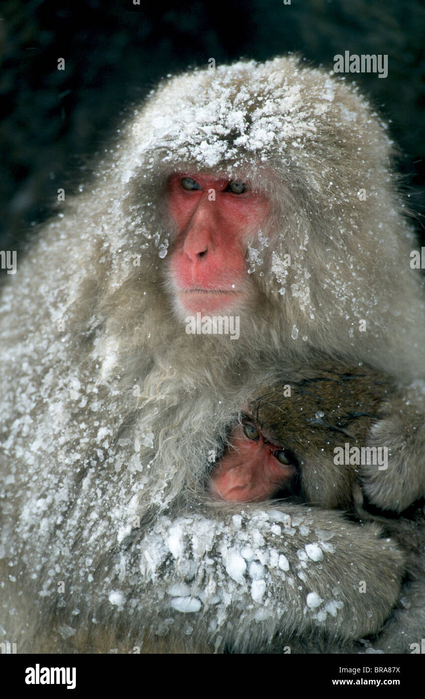 Snow Monkey Macaque japonais Macaca fuscata avec bébé Alpes Japonaises Nagado Hells Canyon Japon Banque D'Images