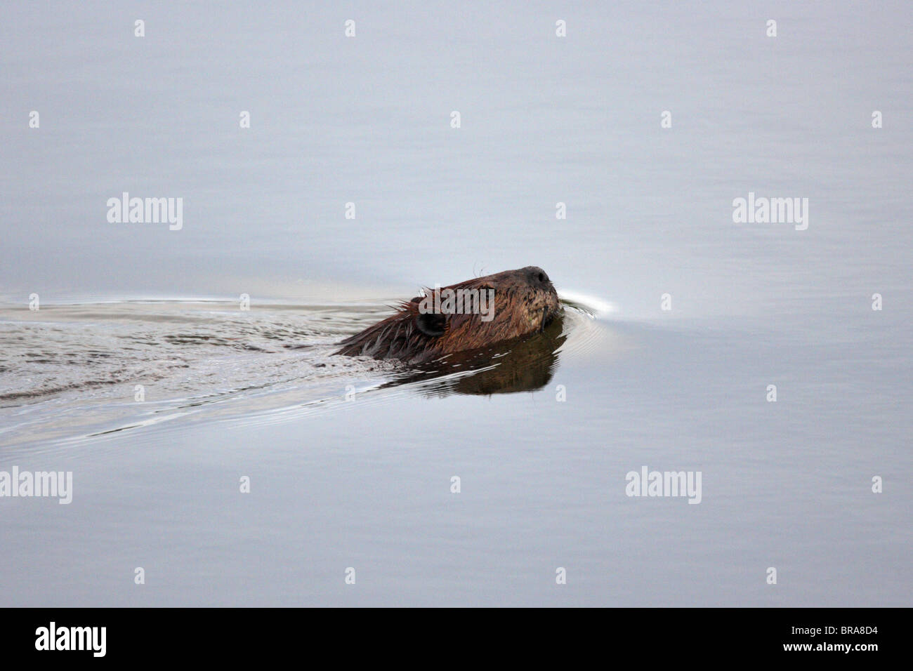Le Castor Castor canadensis nageant dans un étang avec un service et de reflet dans l'eau Banque D'Images Le Castor Castor canadensis nageant dans un étang avec un service et de reflet dans l'eau Banque D'Images