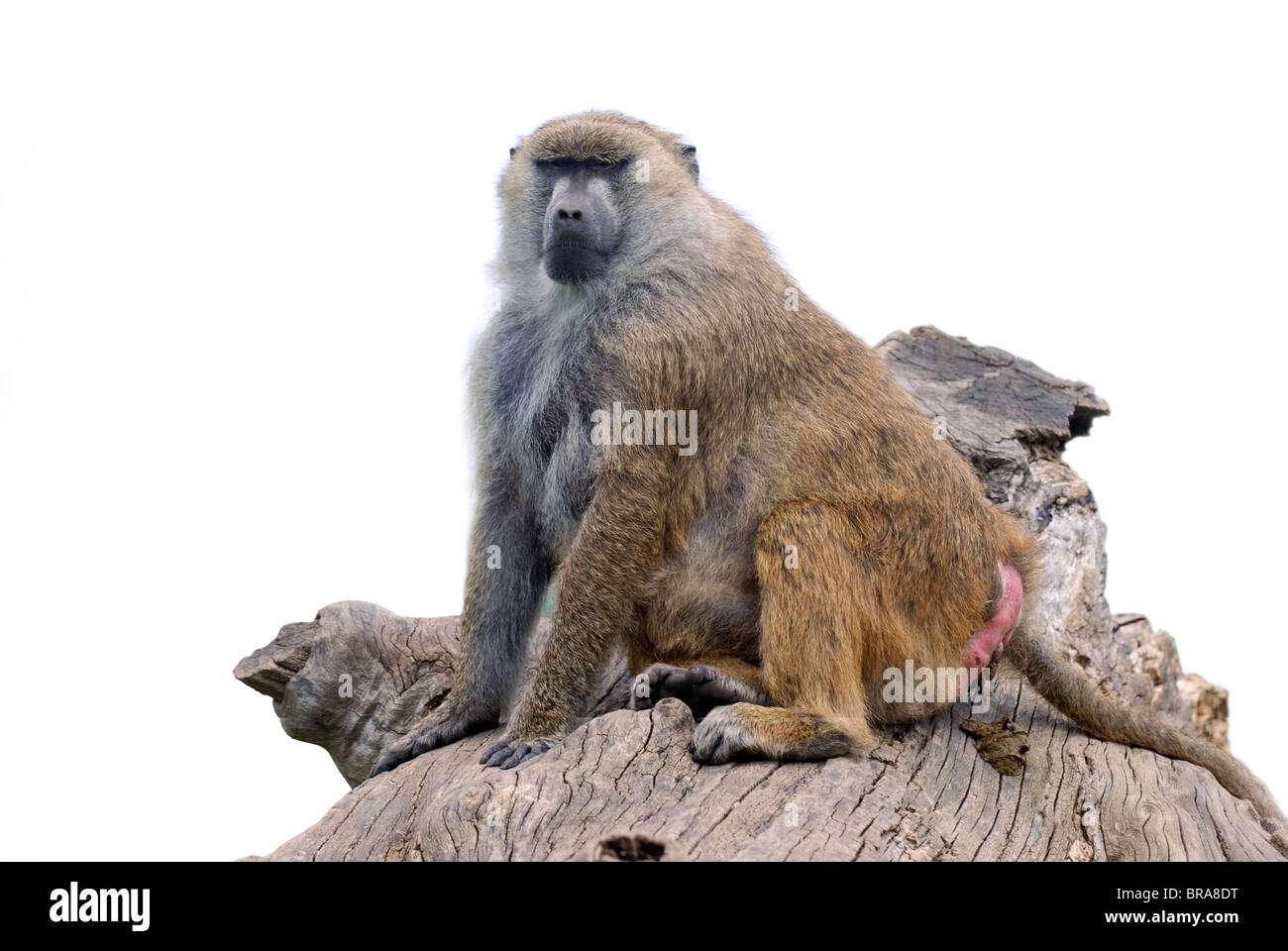 Singe babouin isolé Banque D'Images