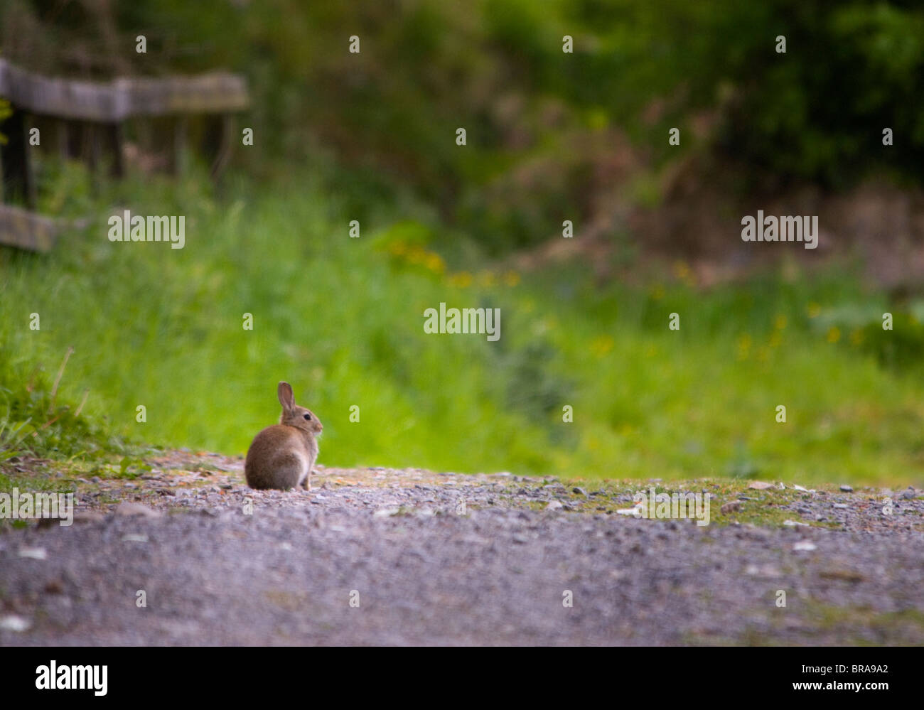 Un lapin sauvage assis sur le bord d'une voie de pays en profil. Banque D'Images