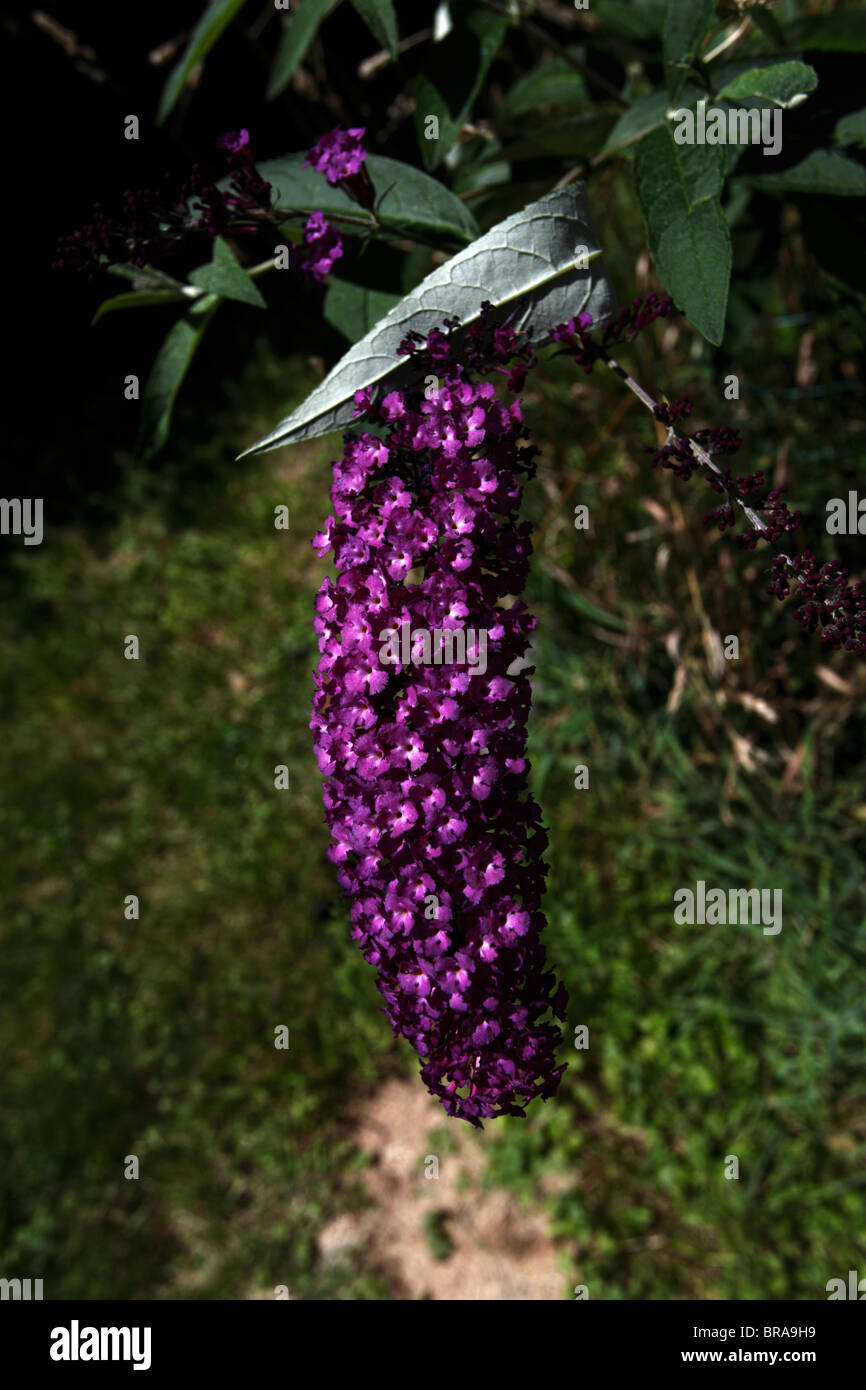 Arbre aux papillons, fleurs pourpre, Close up. Banque D'Images