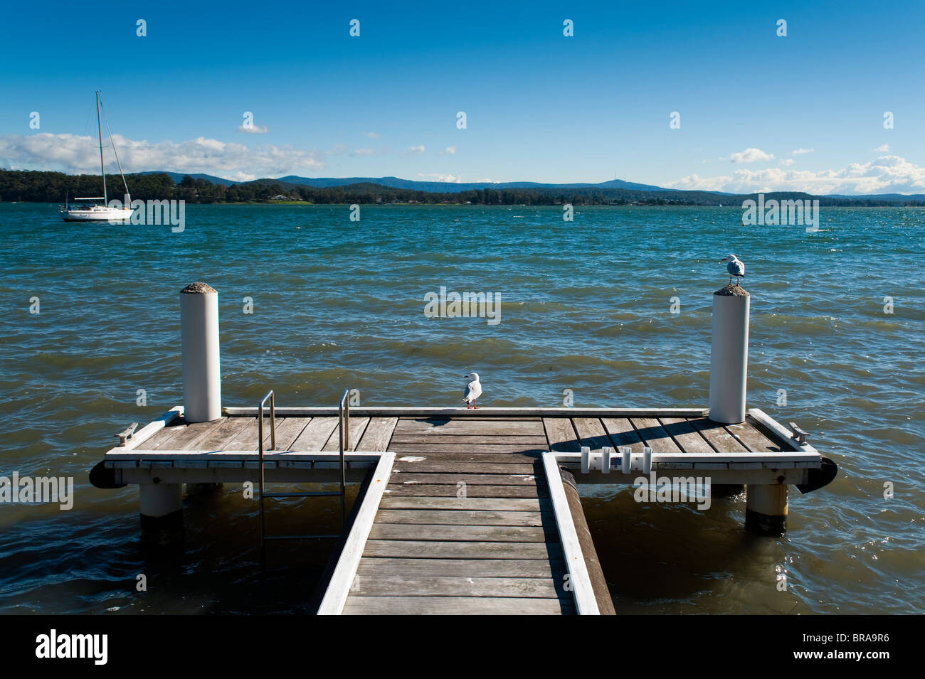 Mouettes sur le dock, Lake Macquarie, New South Wales, Australie, Pacifique Banque D'Images