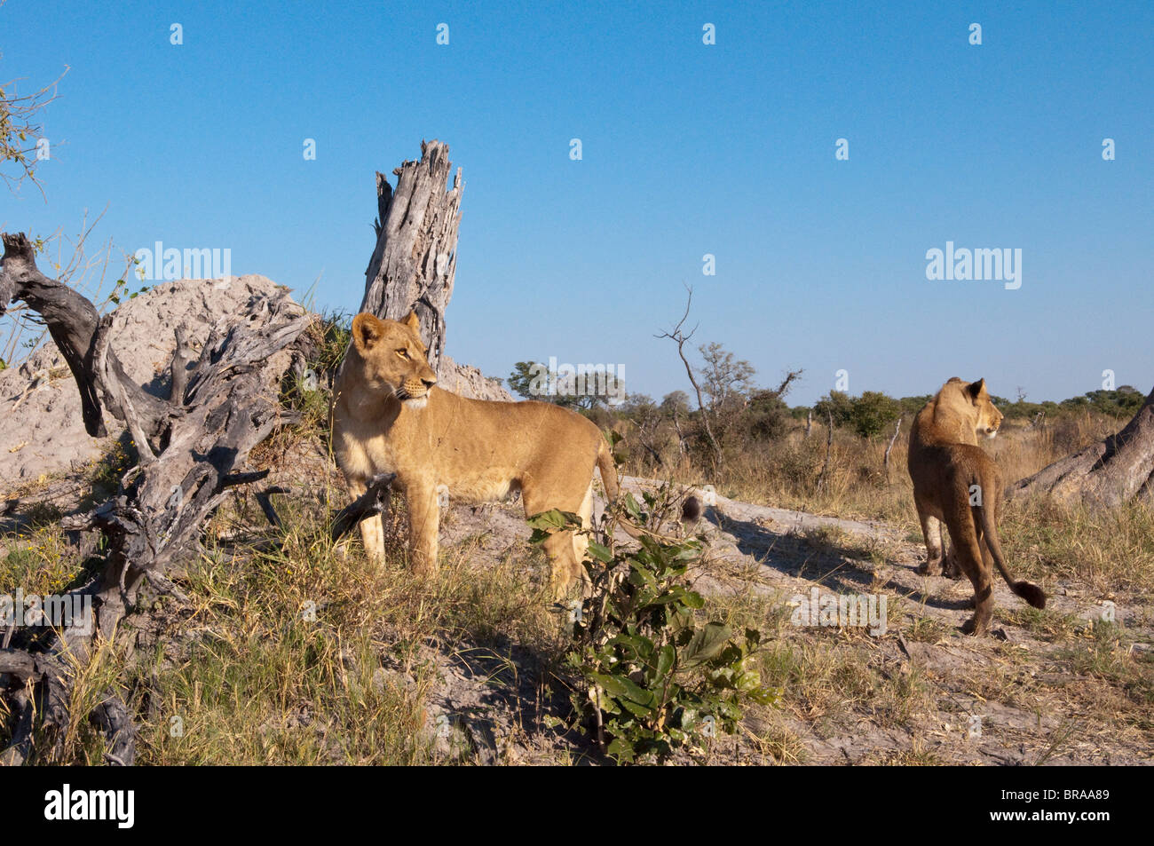 Lioness (Panthera leo), canal Savute, Linyanti, Botswana, Africa Banque D'Images