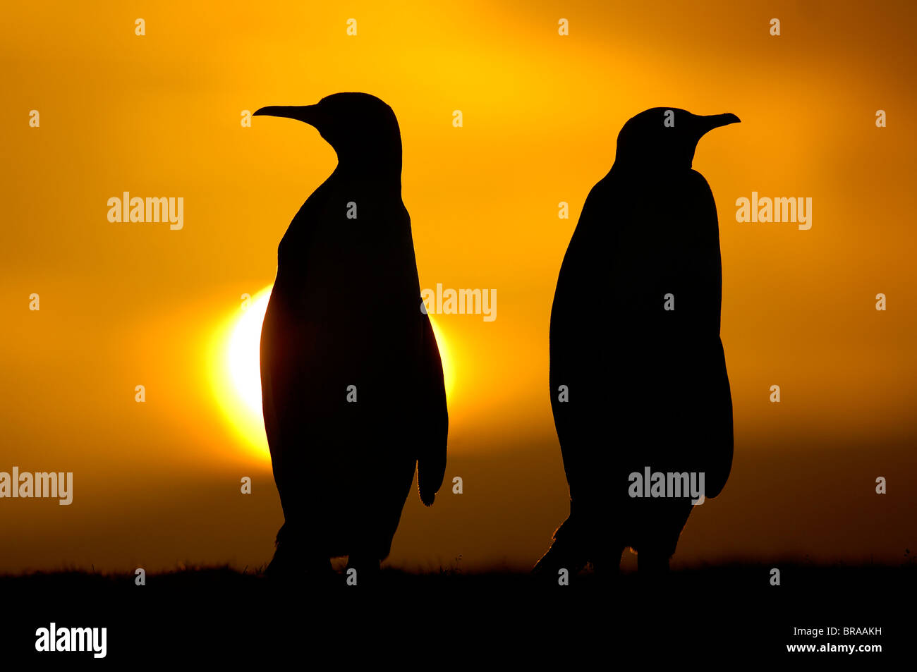 Silhouette de deux manchots royaux (Aptenodytes patagonicus} au coucher du soleil, îles Falkland Banque D'Images