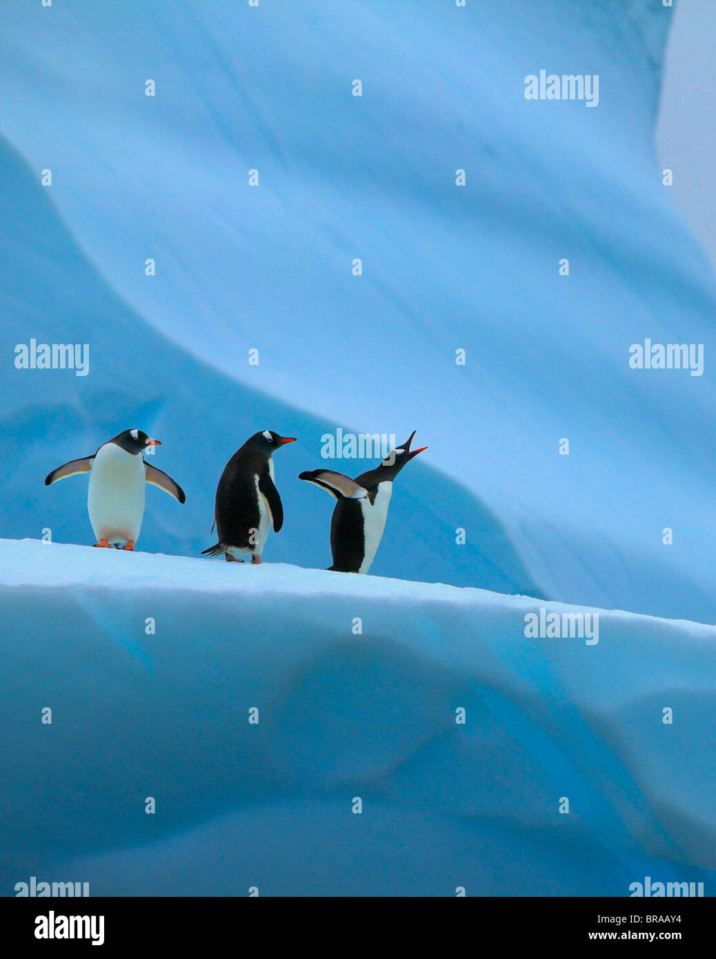 Gentoo pingouin (Pygoscelis papua) Groupe sur l'iceberg, l'un appelant, Mikkelsen Harbour, l'Antarctique Banque D'Images