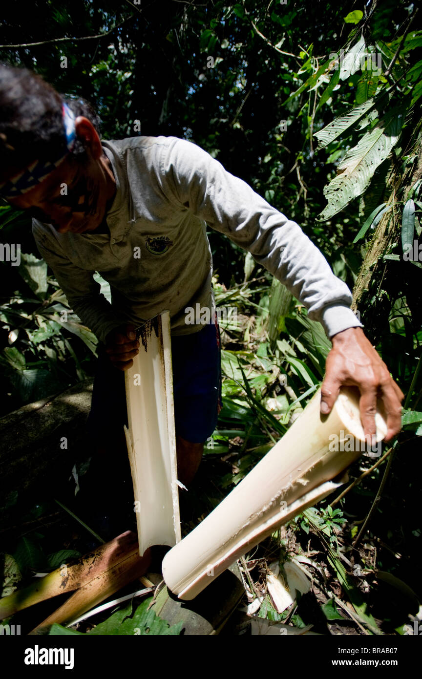 Palmito (cœur de palmier), Amazon, Equateur, Amérique du Sud Banque D'Images