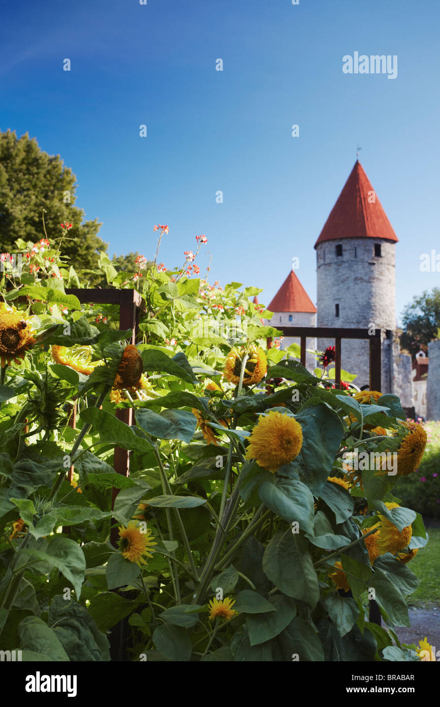 Tournesols en jardin à l'extérieur de la Basse-ville, mur, Tallinn, Estonie, pays Baltes, Europe Banque D'Images