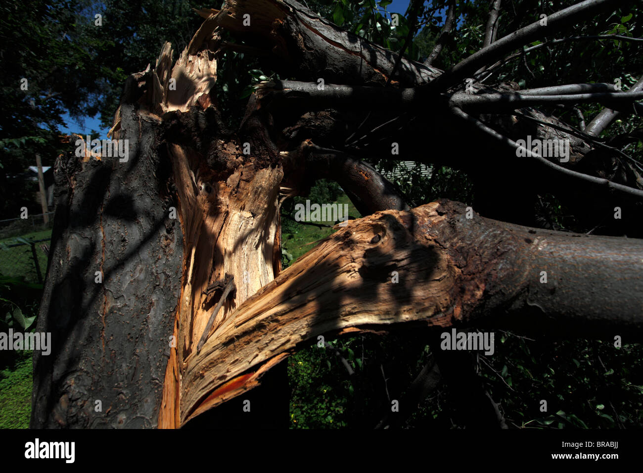 Gros plan du tronc d'arbre brisé, renversé en tempête. Banque D'Images