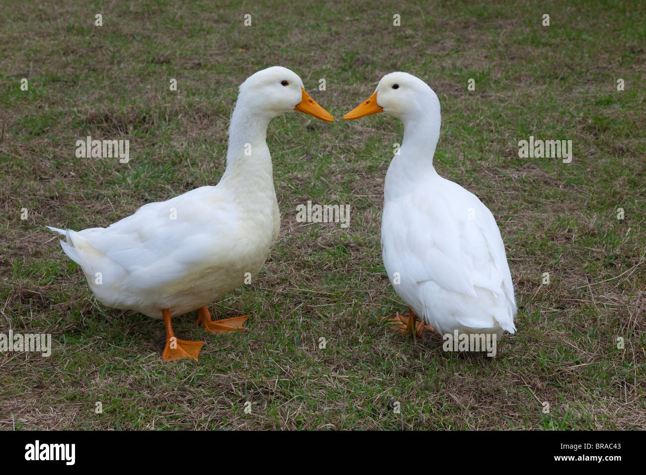 Paire de petites plantations sur les canards d'Aylesbury Banque D'Images