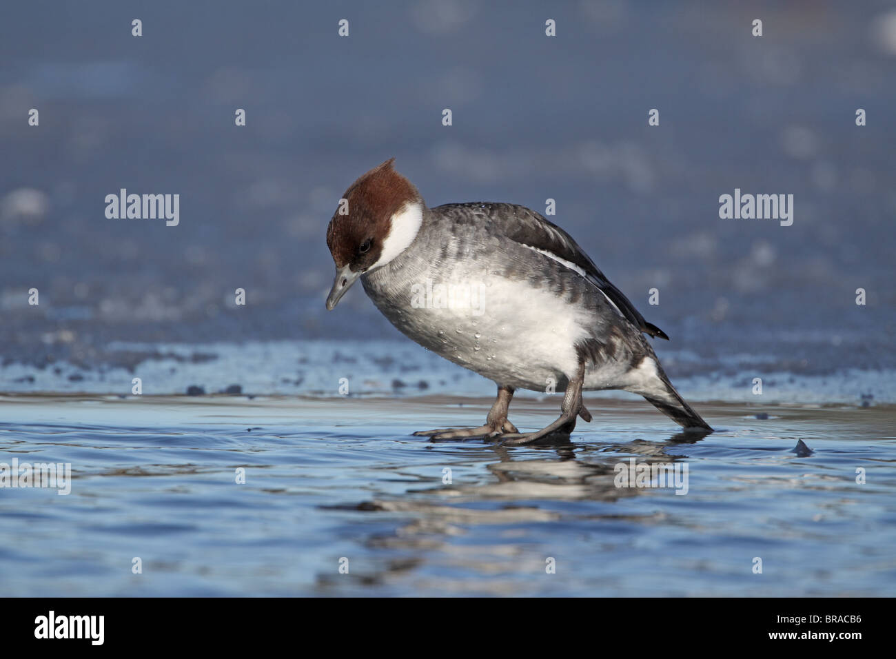 Mergus albellus, tchico, canard sur la glace Banque D'Images