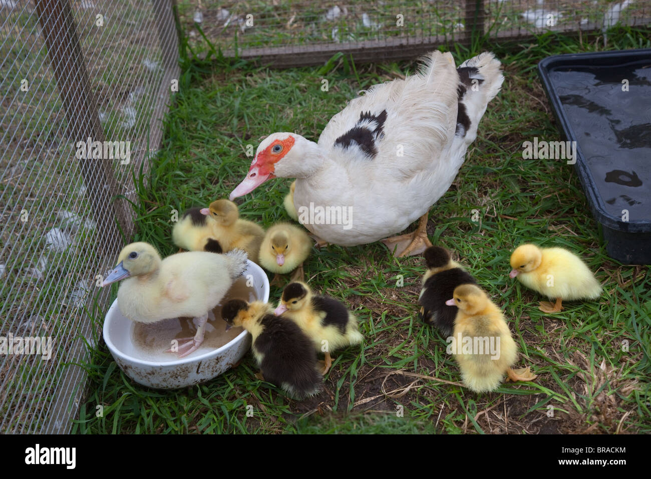 Muscovey Duck avec de jeunes canetons sur une petite Holding Spring de Norfolk Banque D'Images