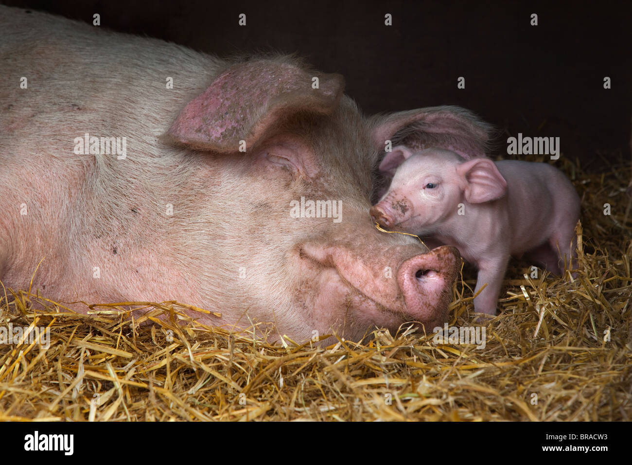 Large White Sow & porcelets en libre pâturage arche Banque D'Images