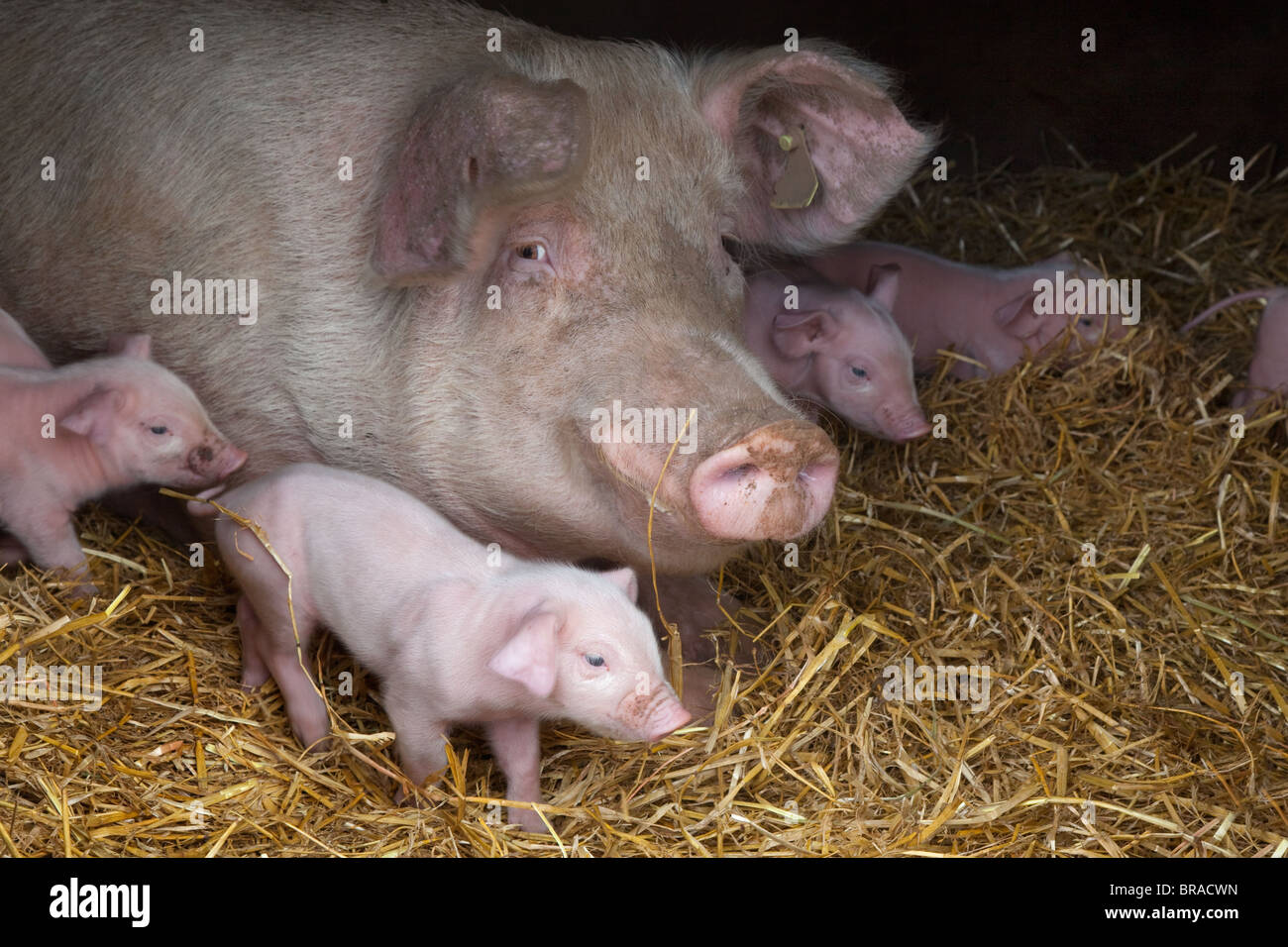 Large White Sow & porcelets en libre pâturage arche Banque D'Images