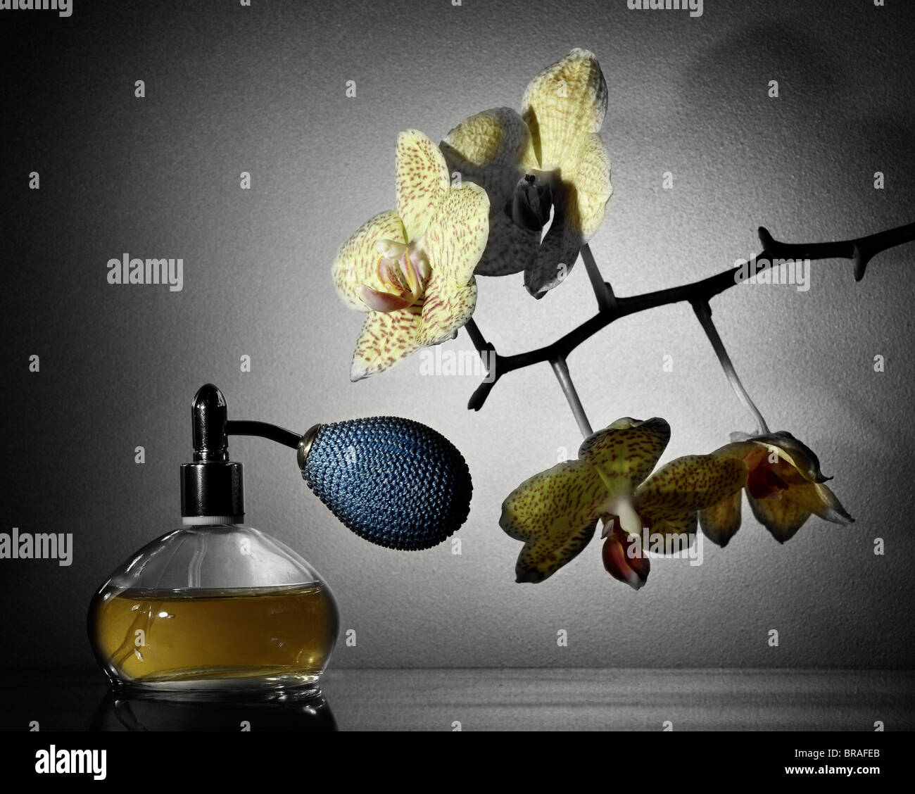 Le parfum et Orchid (colorisées) Banque D'Images