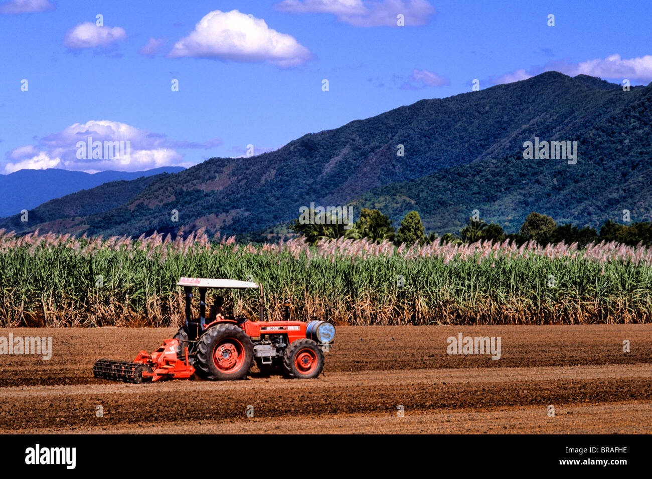 Tracteur labourer les champs au sucre Local ferme près de Rex Lookout à Cairns Australie Queensland Banque D'Images