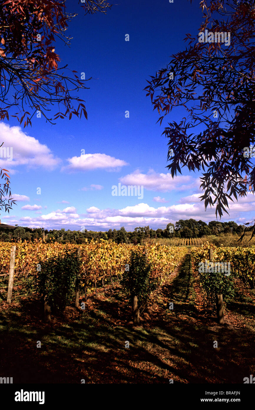 Vignobles de Chandon en Vin de pays du sud-est de Victoria, près de Yarra Lilydale Australie Banque D'Images
