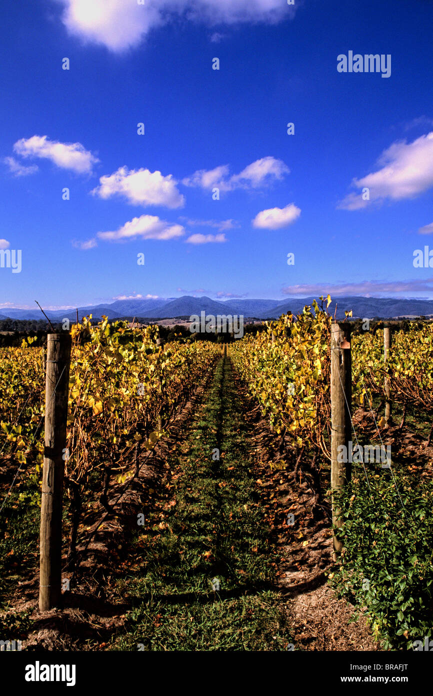 Vignobles de Chandon en Vin de pays du sud-est de Victoria, près de Yarra Lilydale Australie Banque D'Images