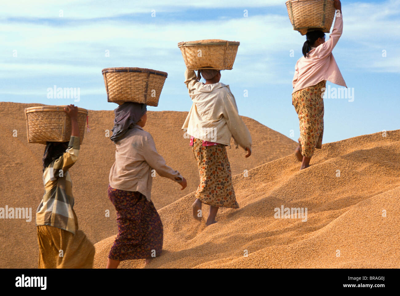 Les agriculteurs avec le riz au Myanmar (Birmanie), l'Asie Banque D'Images