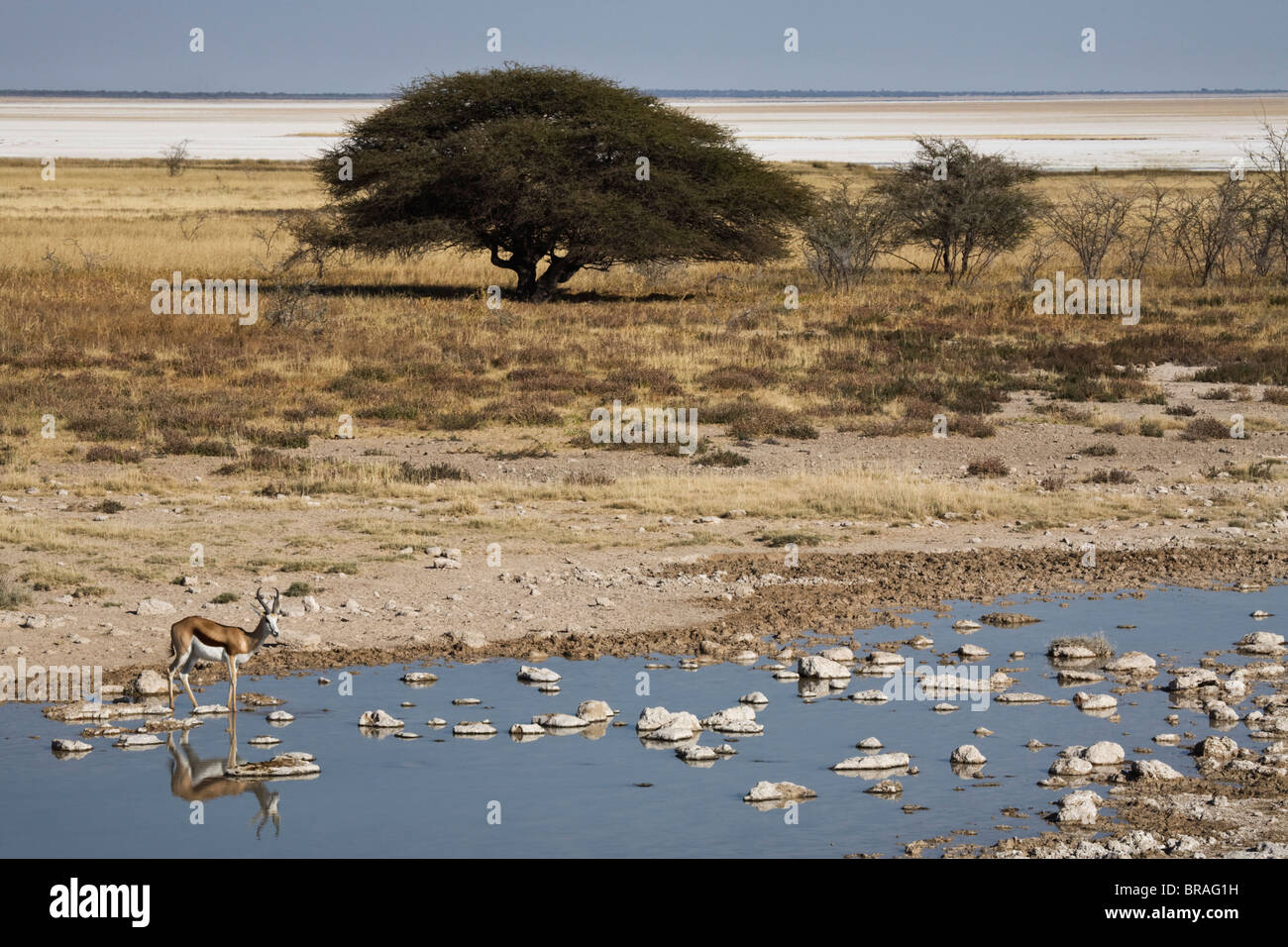 Springbok par point d'Etosha, Etosha National Park, Namibie, Afrique Banque D'Images