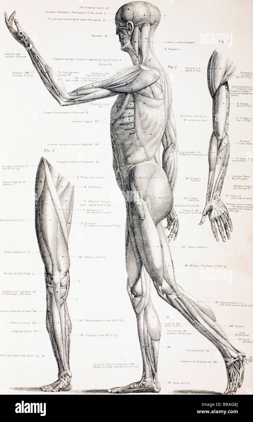 Les muscles du corps humain. Banque D'Images