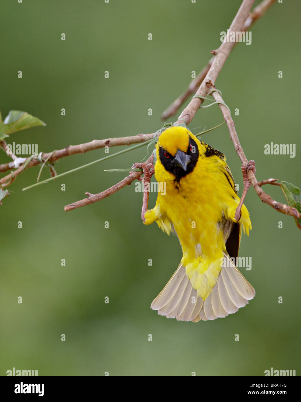 Le mâle de secours weaver (Village weaver (Ploceus cucullatus)) la construction d'un nid, Hluhluwe Game Reserve, Afrique du Sud, l'Afrique Banque D'Images