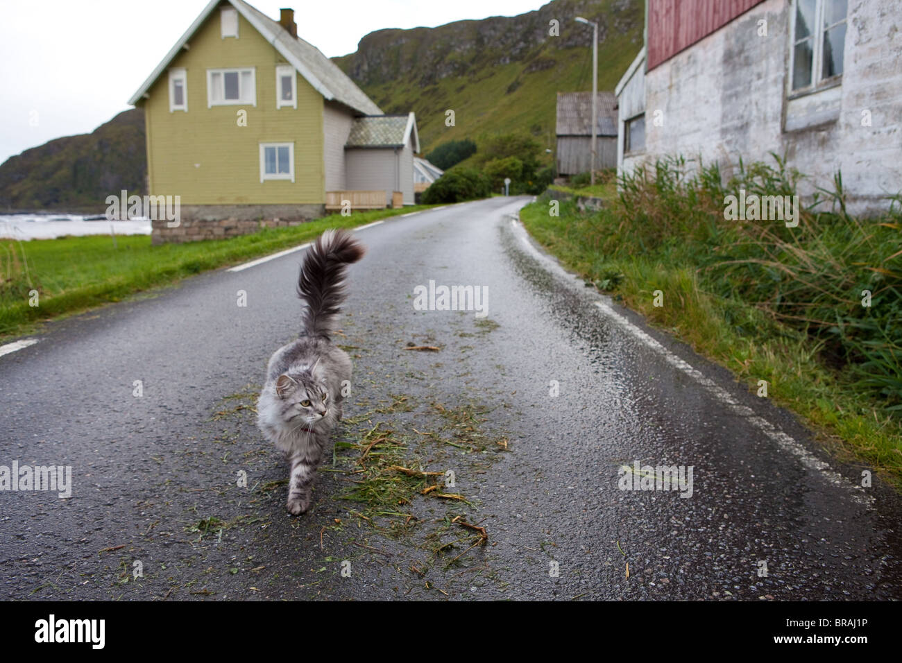 Chat domestique vivant dans la petite communauté Goksøyr sur l'île de Runde, sur la côte ouest de la Norvège. Banque D'Images