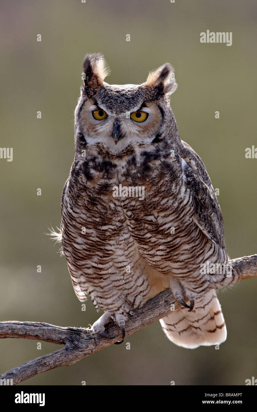 Grand-duc d'Amérique (Bubo virginianus) en captivité, l'Arizona Sonora Desert Museum, Tucson, Arizona, États-Unis d'Amérique Banque D'Images