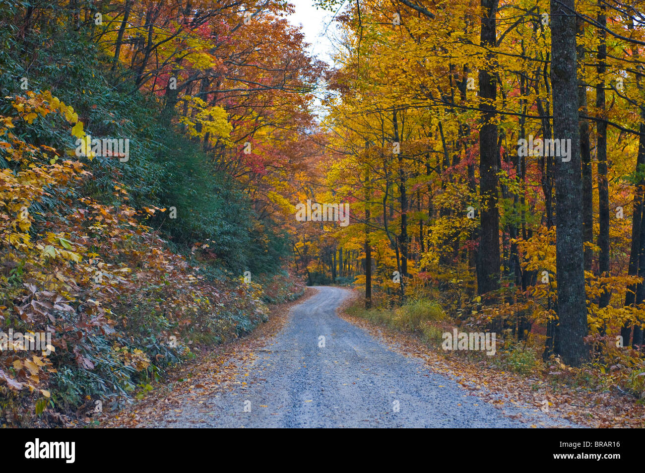Route menant à travers des arbres à feuillage coloré dans l'été indien, Blue Ridge Mountain Parkway, North Carolina, USA Banque D'Images
