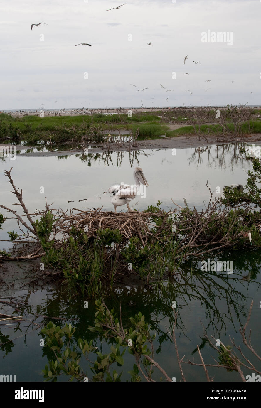 Les pélicans sur l'île Raton laveur dans le golfe du Mexique au large de la côte de la Louisiane. Banque D'Images