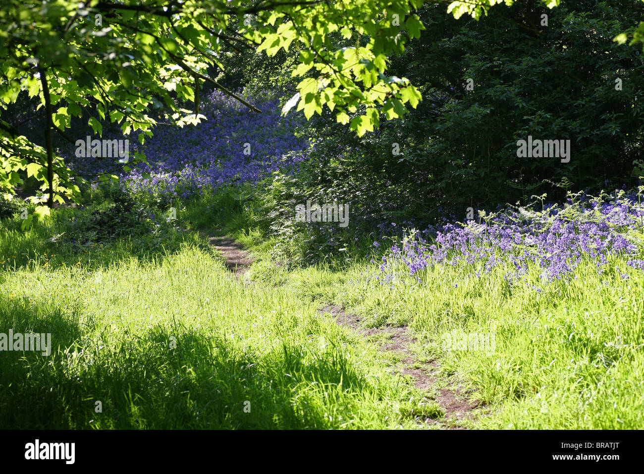 Bluebell Bluebells jacinthoides non-scripta par un sentier dans un bois anglais, Stoke on Trent, Staffordshire, Angleterre, Royaume-Uni Banque D'Images