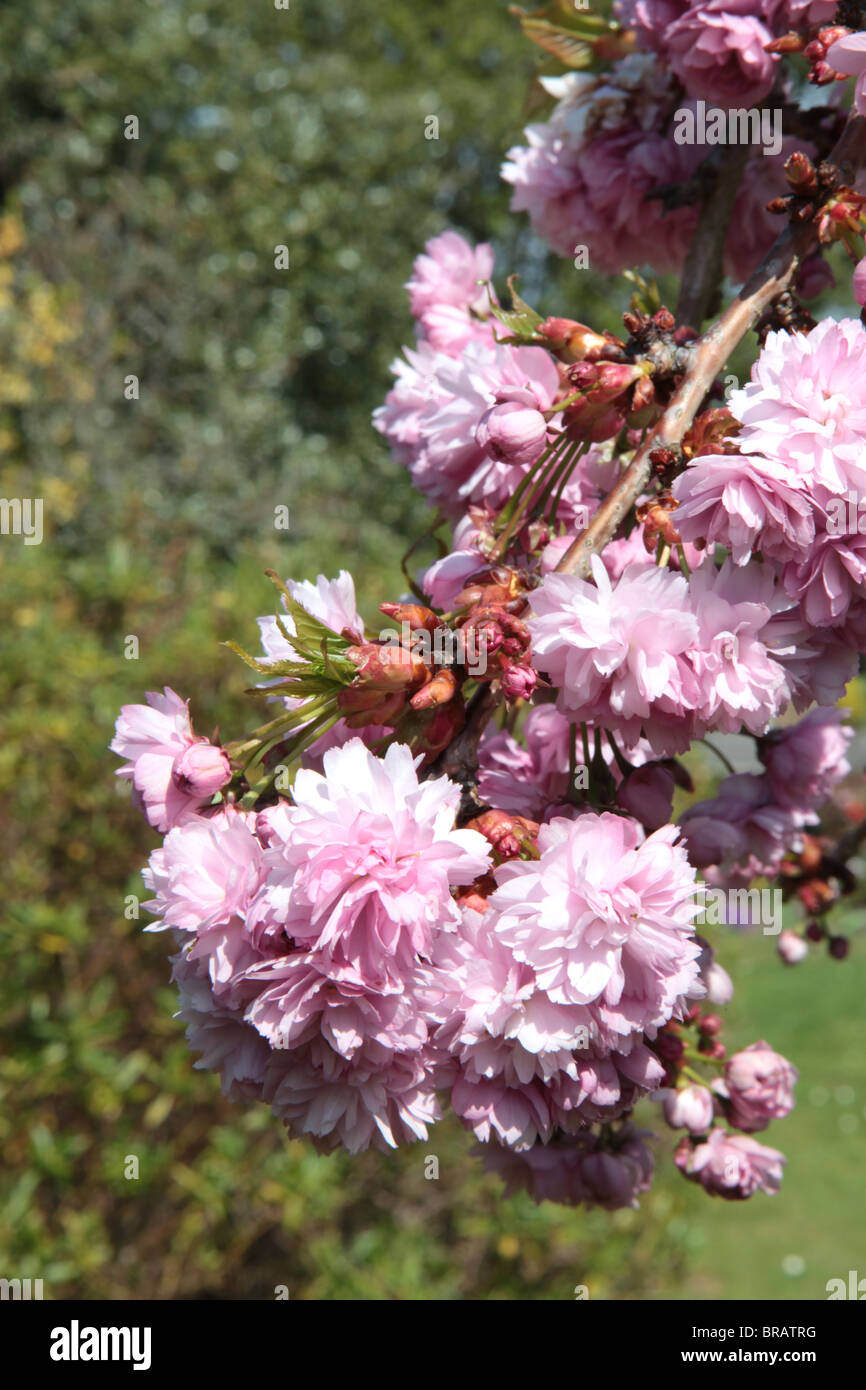 Oriental japonais Cerisier en pleine floraison ou blossom Banque D'Images