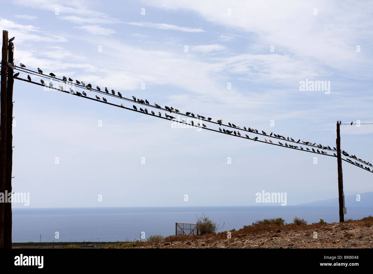 Pigeons sur une ligne de télégraphe près de Armenime dans Tenerife Espagne Europe Banque D'Images
