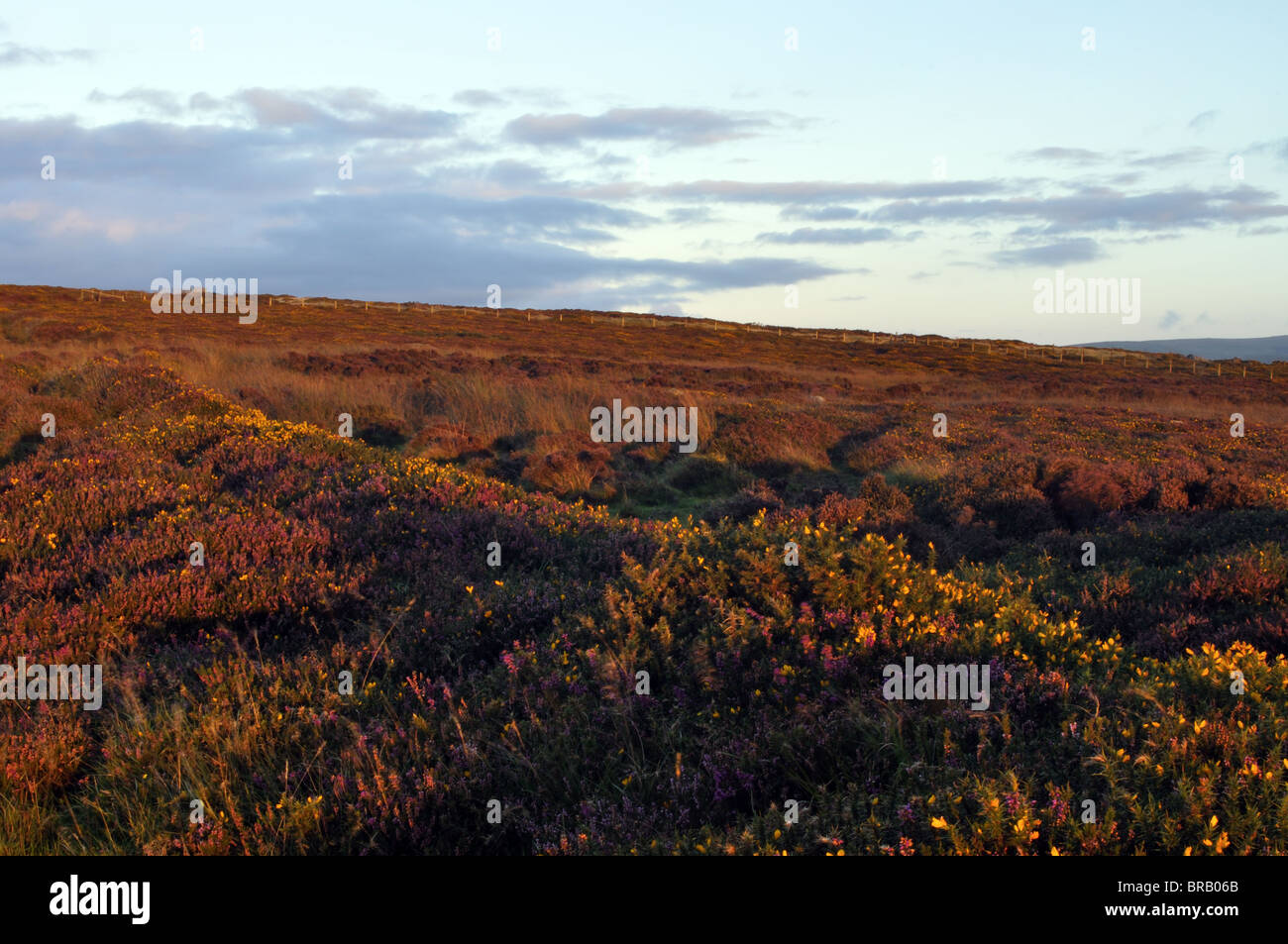 Heather rose et jaune l'ajonc, coucher de soleil, Carningli, Commun Preselli Hills, Newport, Pembrokeshire, Pays de Galles, Royaume-Uni Banque D'Images