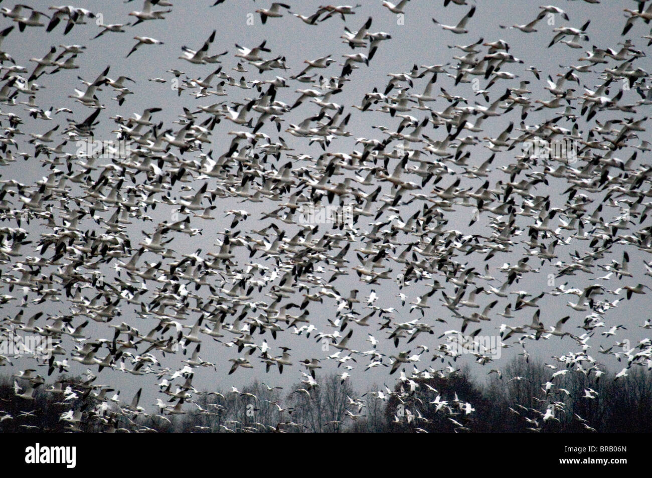 Des neiges-Bombay Hook nwr-delaware-Novembre-2008 Banque D'Images