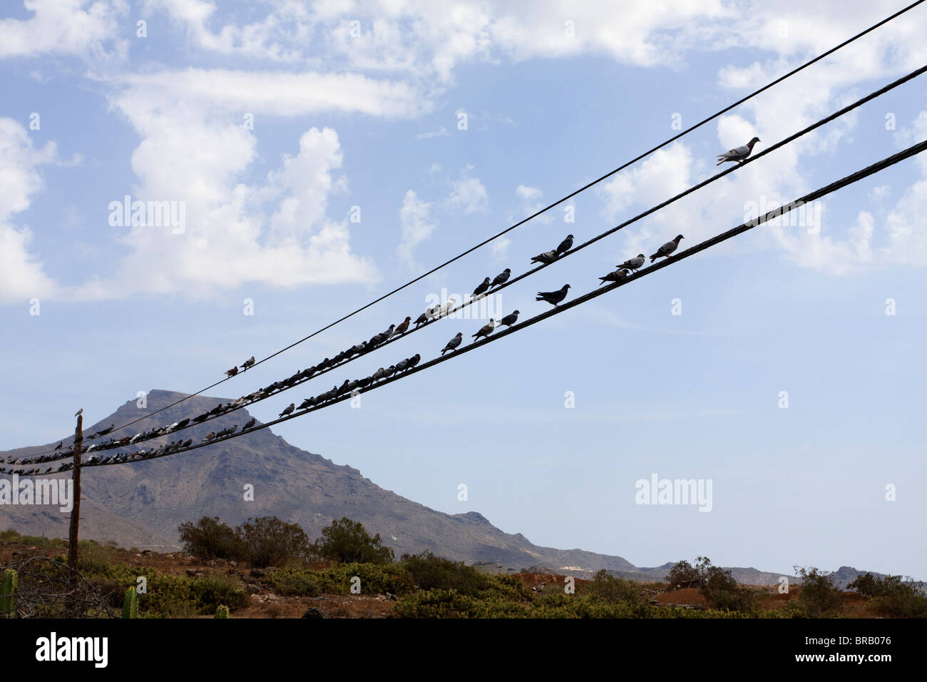 Pigeons sur une ligne de télégraphe près de Armenime dans Tenerife Espagne Europe Banque D'Images