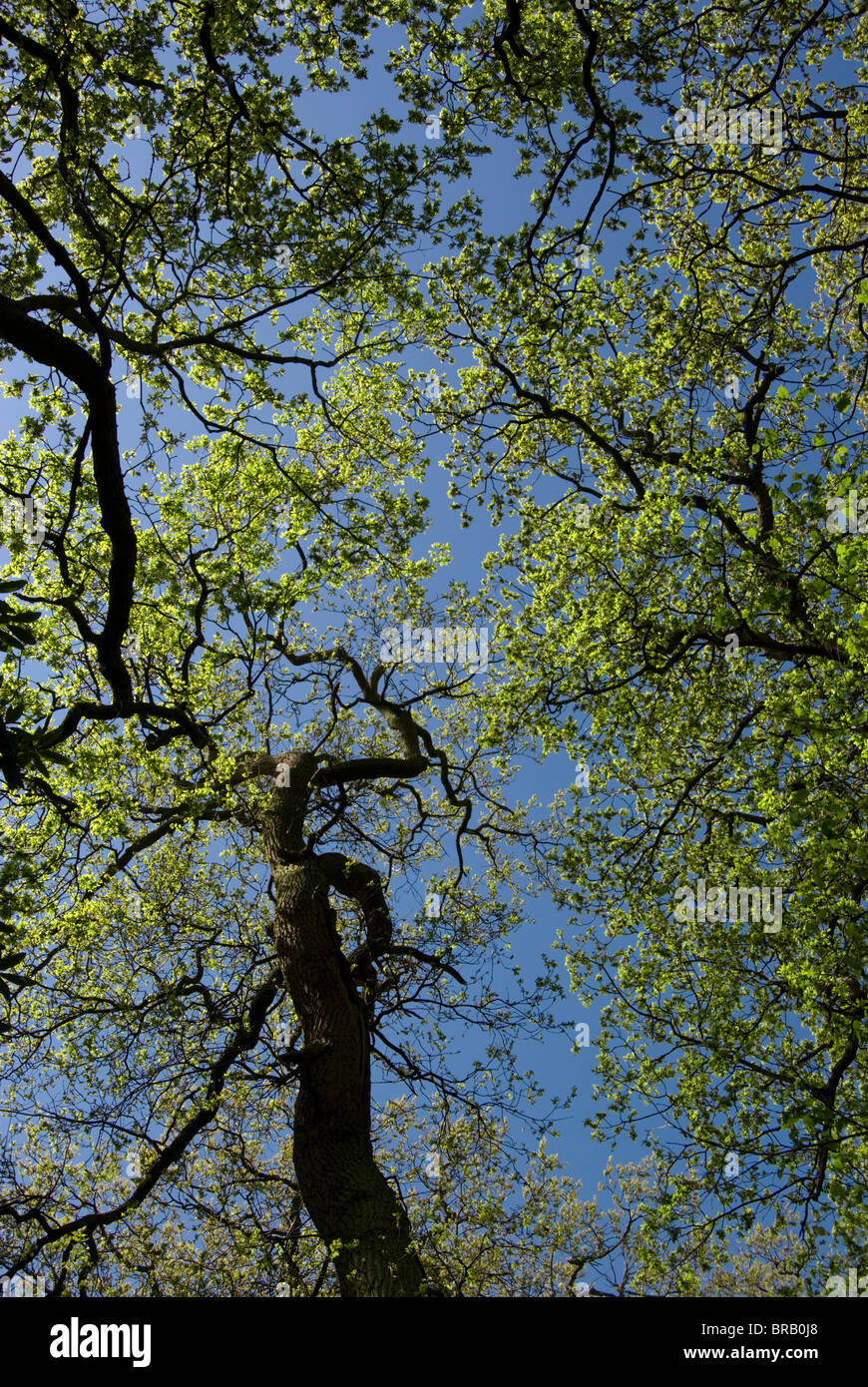 Oak tree in spring, Quercus robur Banque D'Images