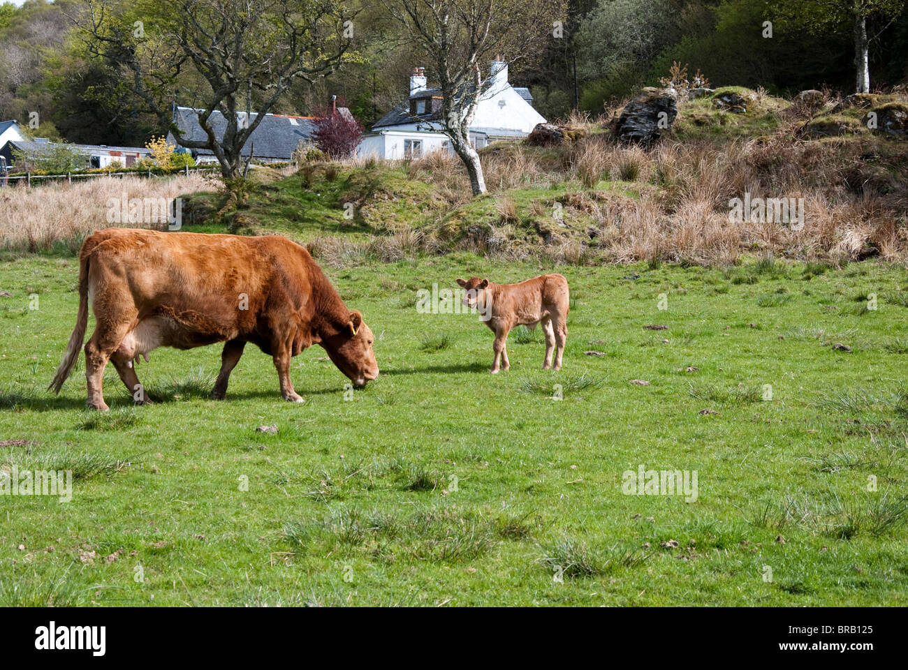 Femelle adulte Pâturage Vache brune avec son petit Banque D'Images