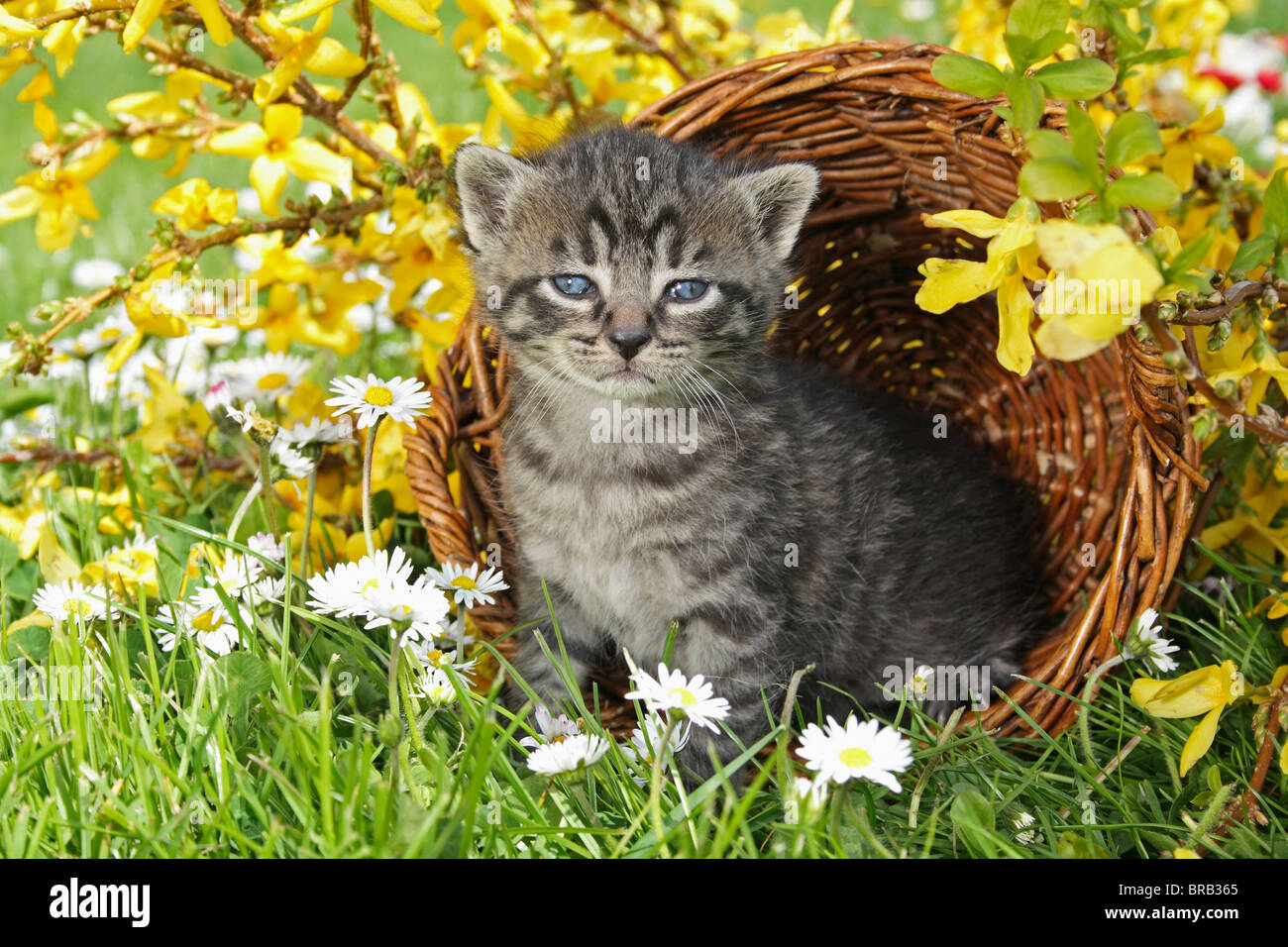 Tabby kitten - assis dans un panier Banque D'Images