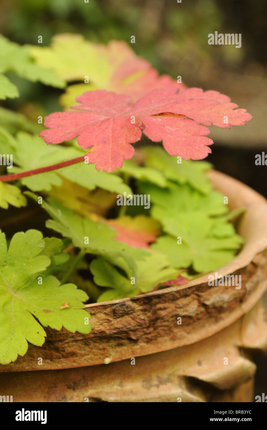 Geranium macrorrhizum Banque D'Images