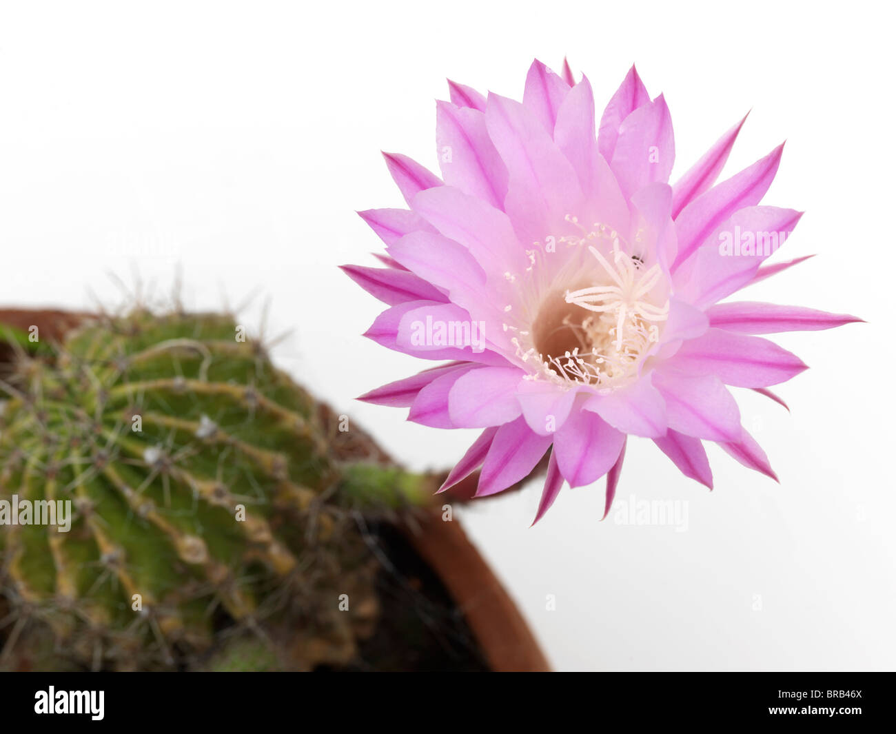 Echinopsis Un Petit Tonneau Avec Un Cactus Fleur Rose
