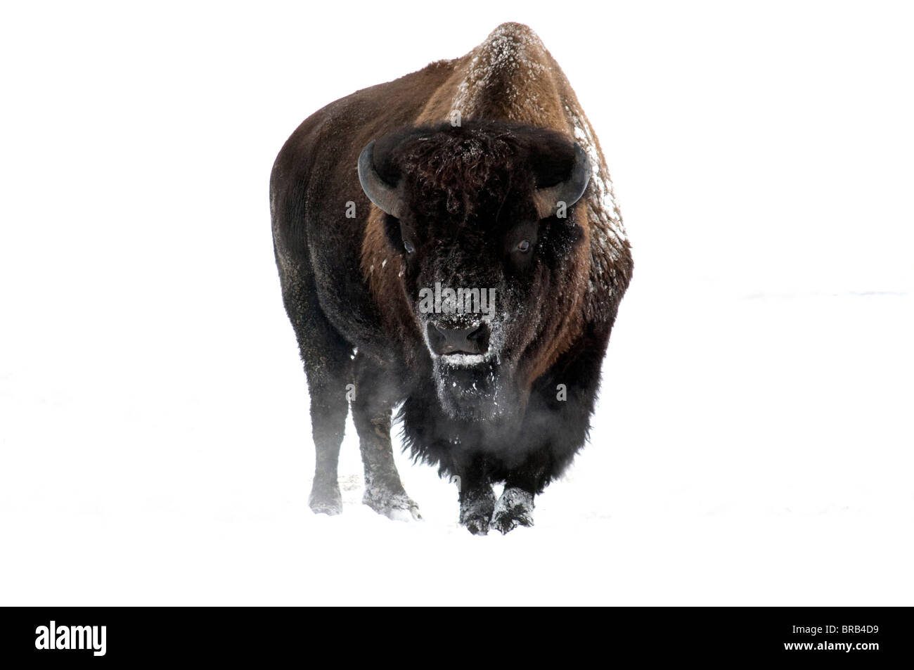 Bison-Alaska wildlife conservation center-hiver-2008 Banque D'Images