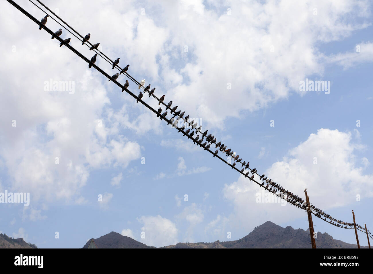 Pigeons sur une ligne de télégraphe près de Armenime dans Tenerife Espagne Europe Banque D'Images